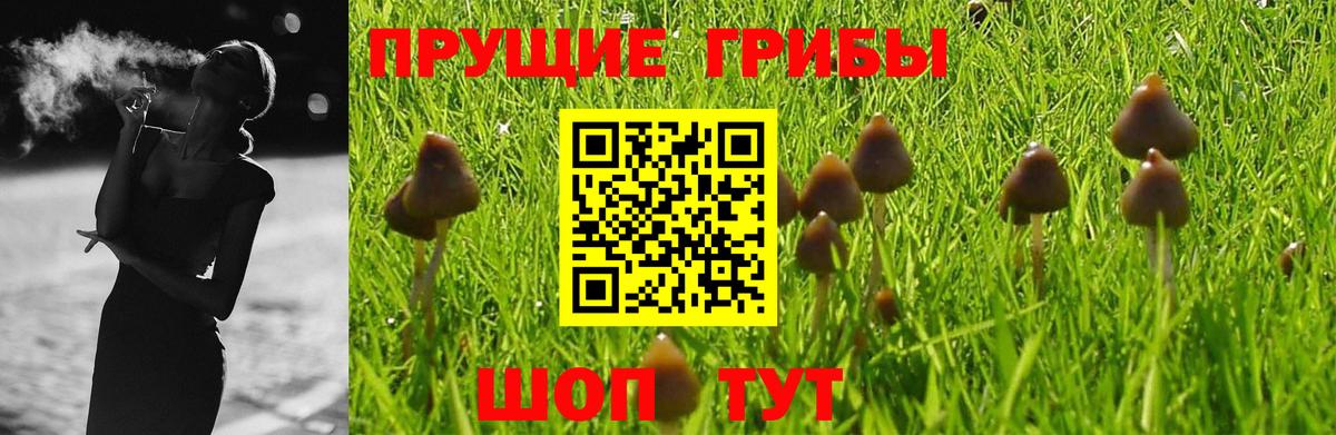 Псилоцибиновые грибы Psilocybine cubensis Североуральск